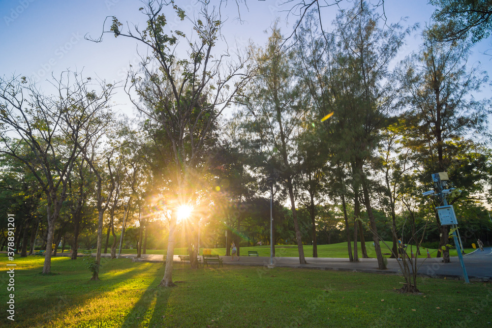 Green tree park sunset foliage meadow with blue sky cloud Green tree park sunset foliage meadow with blue sky cloud
