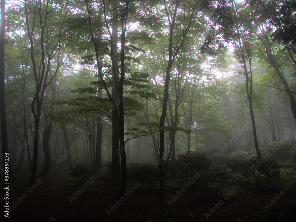 Obraz premium 霧の森