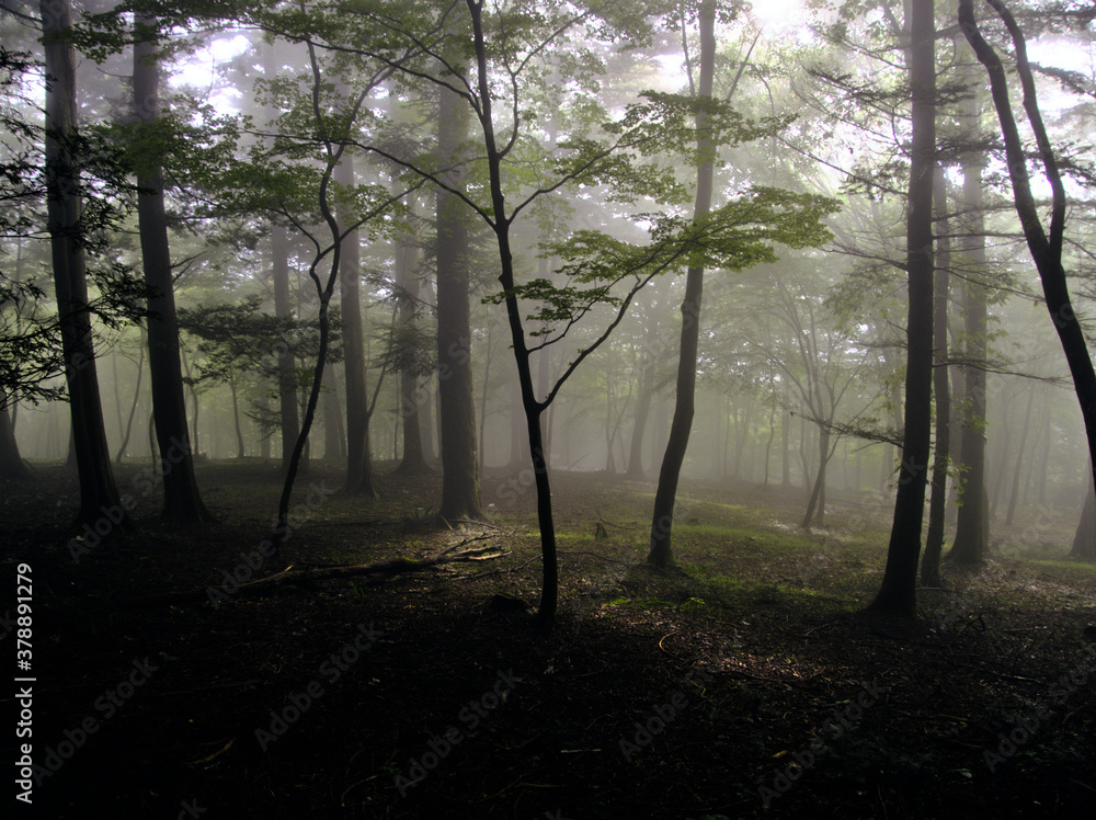 Fototapeta premium 霧の森