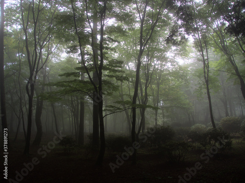 霧の森 © Noa Ark