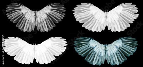 Angel wings isolated on whitbackground