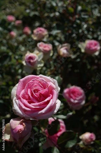 Light Pink Flower of Rose 'Mimi Eden' in Full Bloom
