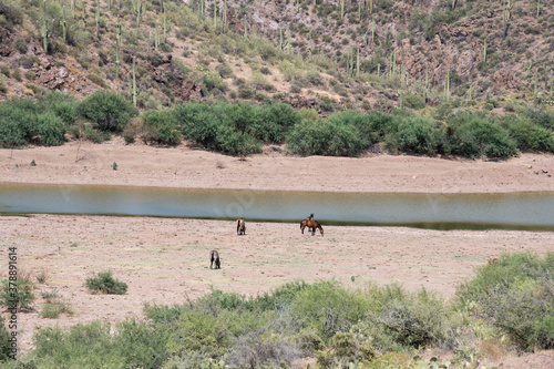 Horses on the open range in Arizona