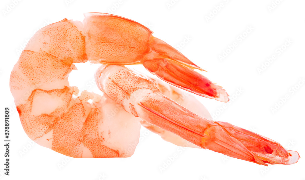 shrimps on a white background