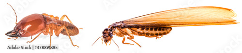 termite isolated on white background.