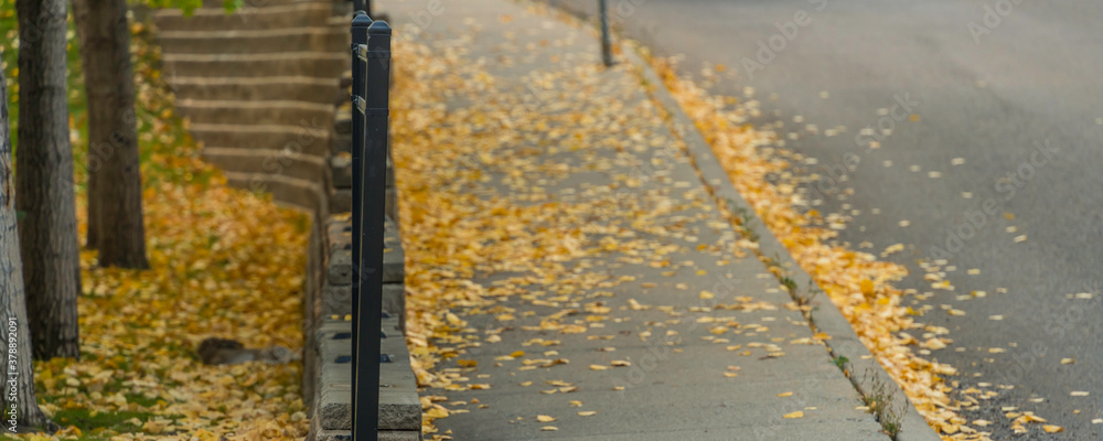 Brown leaves on a city walkway pavement and road in fall Brown leaves on a city walkway pavement and road in fall