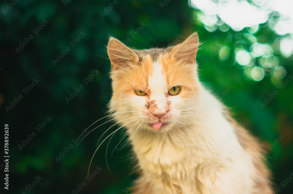 Wild street cat showing tongue