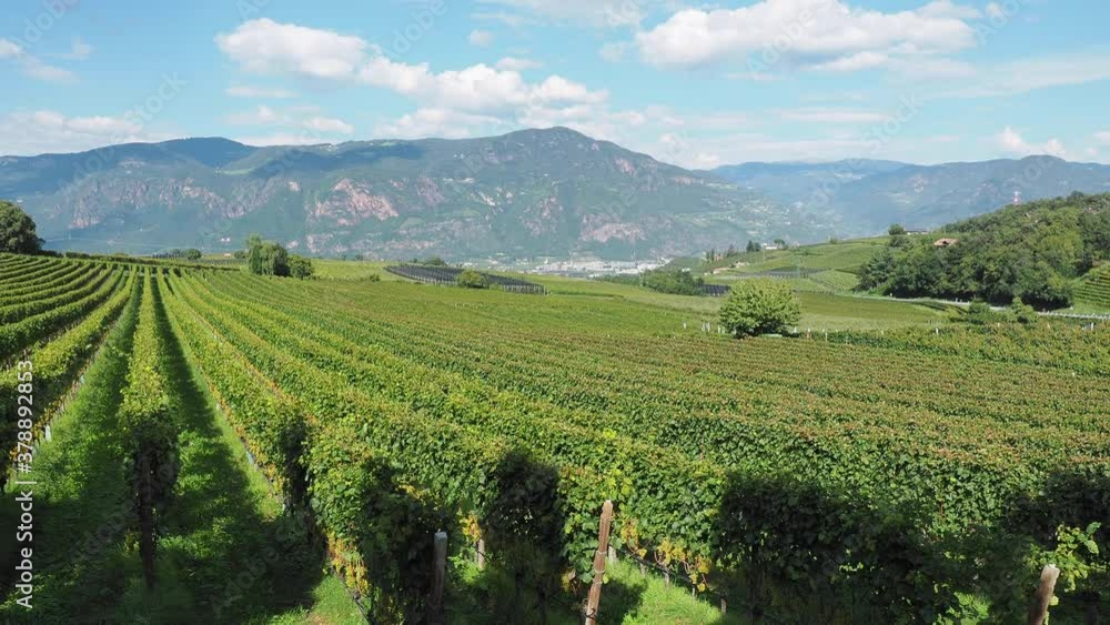 Amazing landscape at the vineyards of the Trentino Alto Adige in Italy. The wine route. Natural contest. Rows of vineyards. South Tyrolean wine culture Amazing landscape at the vineyards of the Trentino Alto Adige in Italy. The wine route. Natural contest. Rows of vineyards. South Tyrolean wine culture