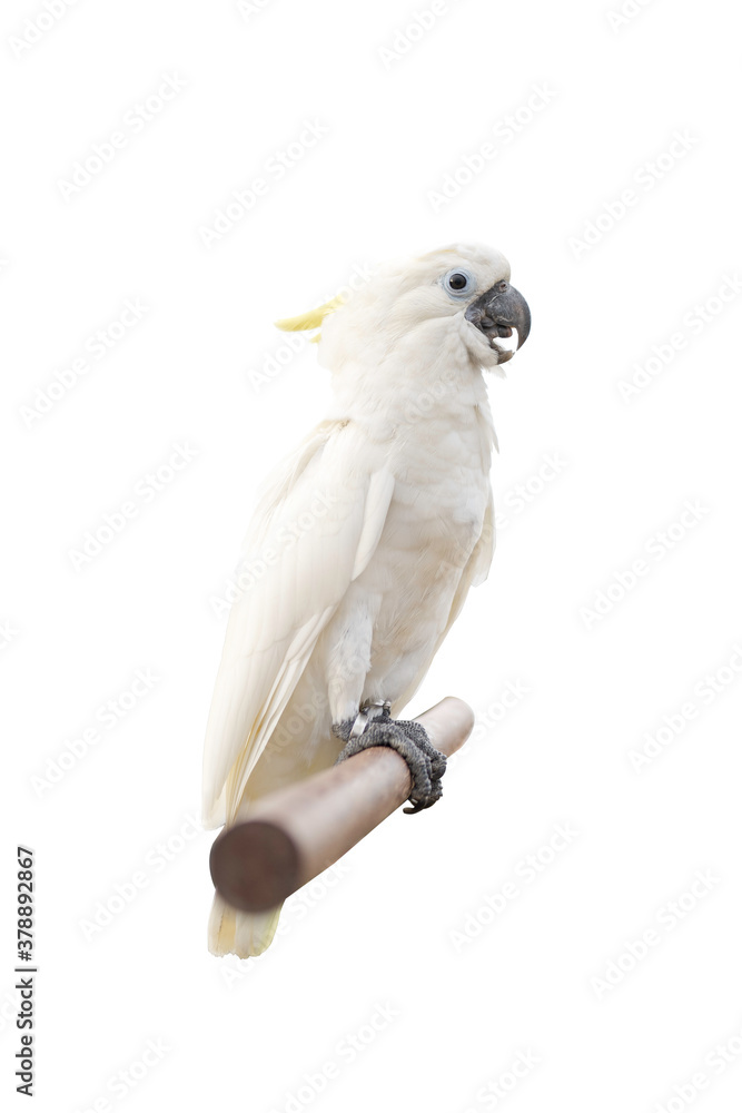 Cockatoo or cockatoo isolated on white background with clipping path Cockatoo or cockatoo isolated on white background with clipping path