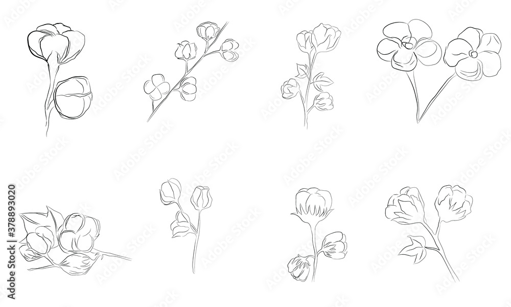Cotton Flower Botanical Drawing Vector Set Stock Vector Adobe Stock