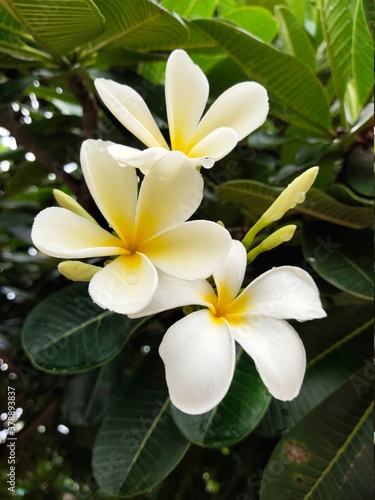 white frangipani flowers © Opel