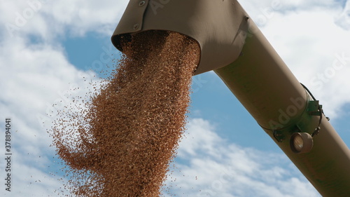 Combine harvester using bin auger to unload wheat kernels. Closeup shot, in the background blue sky with clouds