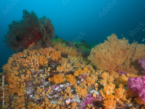 Yellow soft corals in Mergui archipelago  Myanmar