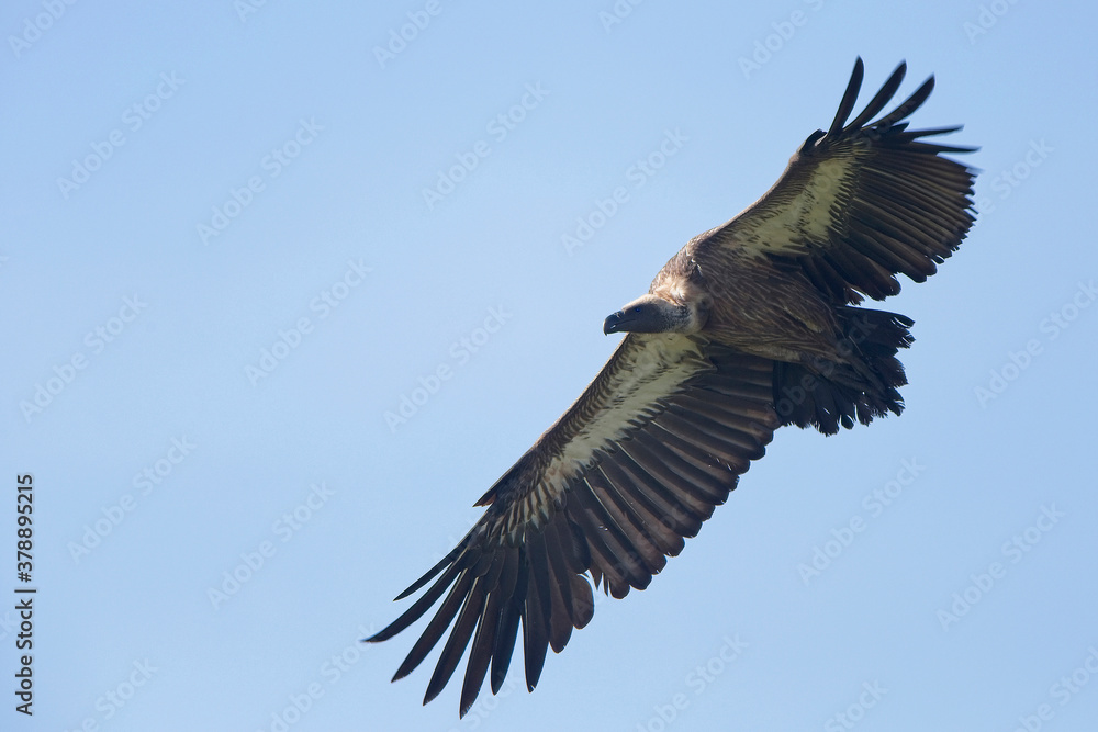 White-headed Vulture (Trigonoceps occipitalis), in flight, Maasai Mara, Kenya. White-headed Vulture (Trigonoceps occipitalis), in flight, Maasai Mara, Kenya.