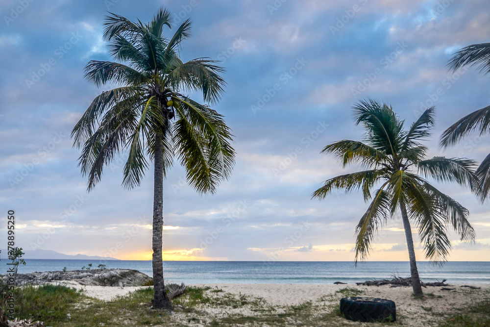 palm trees on the beach