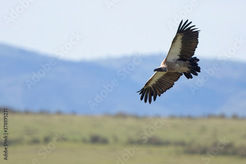 White-headed Vulture (Trigonoceps occipitalis), in flight over the Maasai Mara, Kenya.