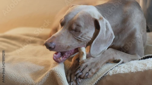 Weimaraner chews on an antler, while laying on a soft dog bed with blankets.  Window light and indoor lamps light large breed dog, enjoying chewing on his favorite toy.