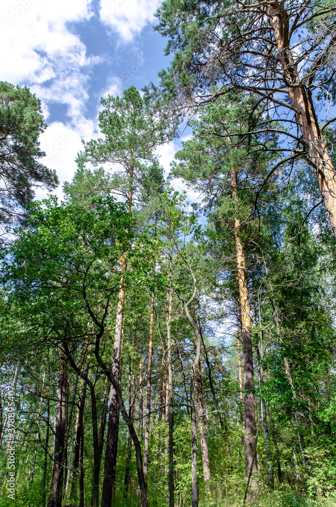 Fototapeta premium trees in the forest