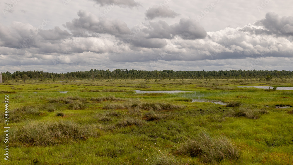 bog landscape on a summer day, bog vegetation, windy weather, Nigula Nature Reserve, Estonia
