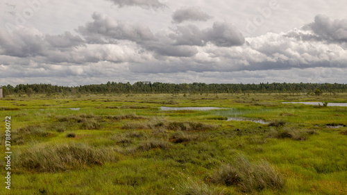 bog landscape on a summer day  bog vegetation  windy weather  Nigula Nature Reserve  Estonia