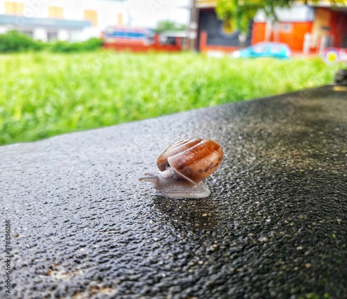 Snail on a wet rock.