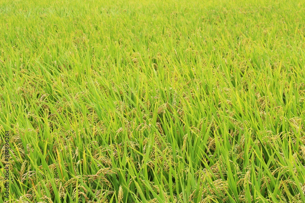 一面の稲