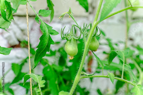 tomatoes innatural foods, ontario, cherry tomato, seedling, earth, stages, progress, landscape, timeline, bio, vegetables, branch, nobody, greenhouse, nutrition, field, cherry, farmi a home greenhouse photo