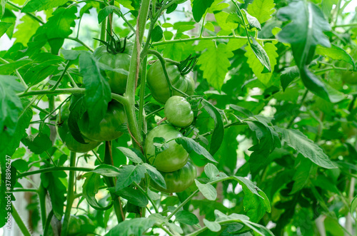 tomatoes innatural foods, ontario, cherry tomato, seedling, earth, stages, progress, landscape, timeline, bio, vegetables, branch, nobody, greenhouse, nutrition, field, cherry, farmi a home greenhouse