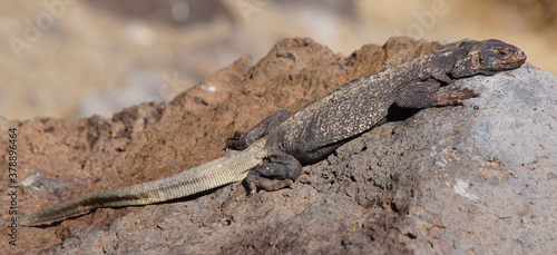 Common Chuckwalla  Sauromalus ater  adult male  sun bathing. Fossil Falls  Inyo County  California. USA.