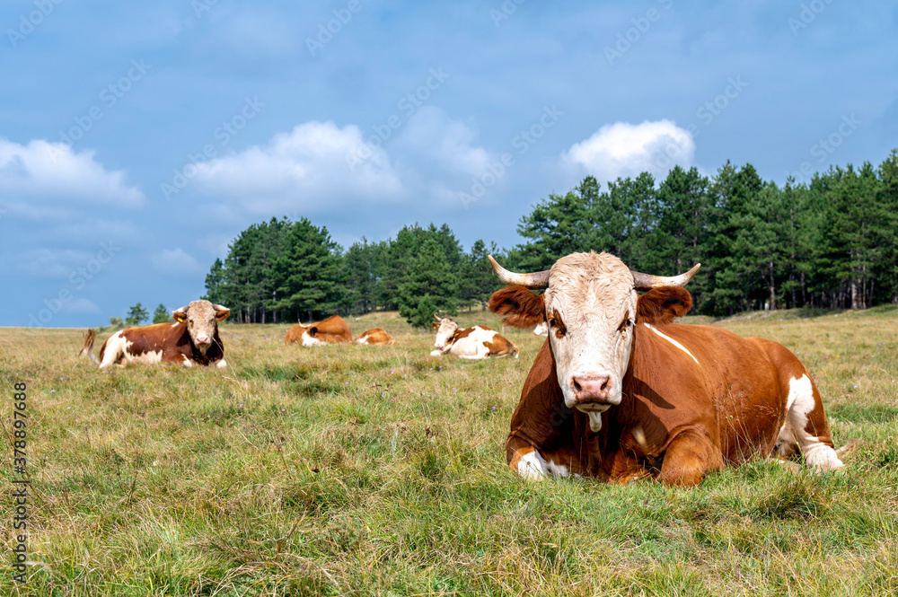 Obraz premium Herd of caws lying in a green meadow in high mountains.