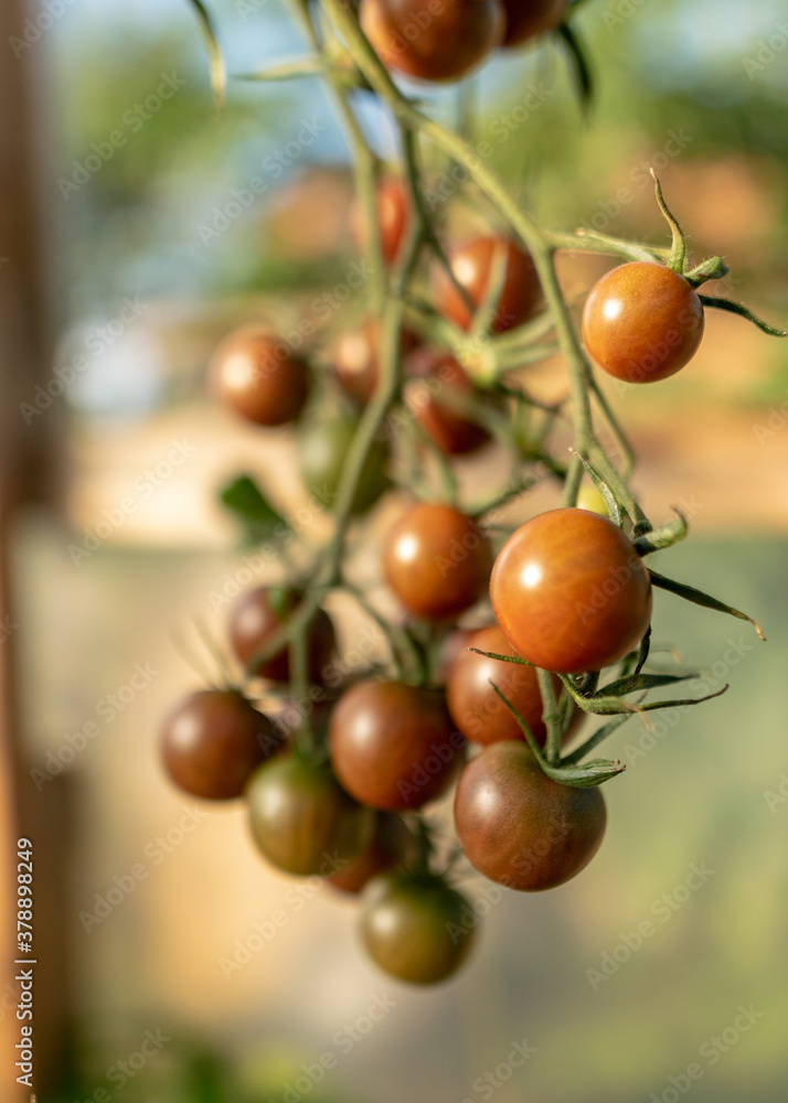 beautiful, healthy and tasty tomatoes in the greenhouse, autumn harvest