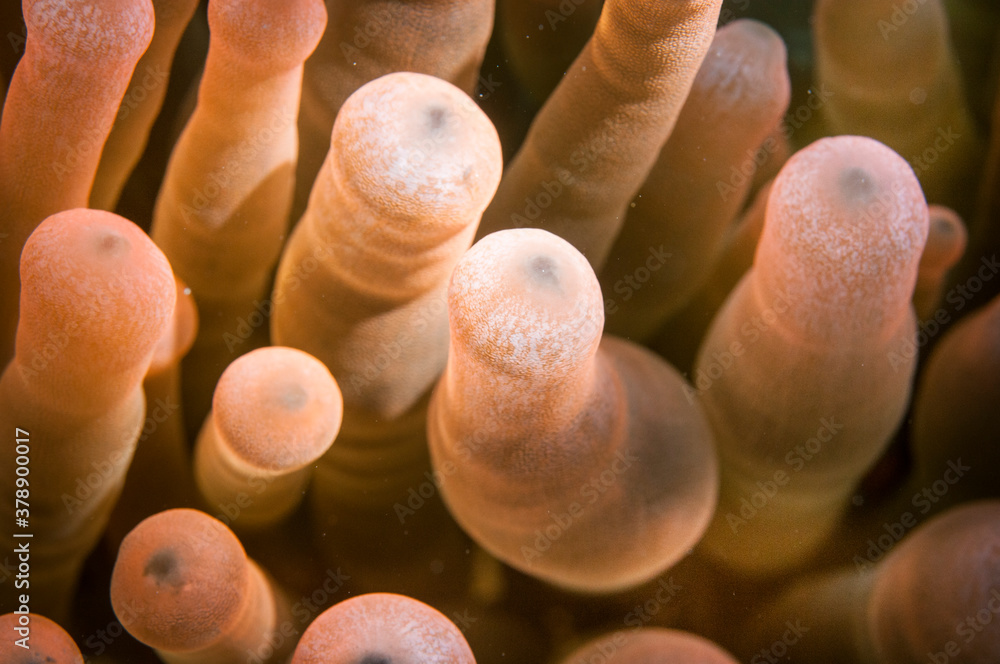 close up of red Anemone coral in the ocean close up of red Anemone coral in the ocean