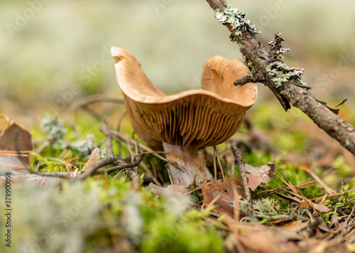 natural forest background, wild mushroom in the forest, traditional forest background with grass, moss, lichens and dry branches, autumn forest texture