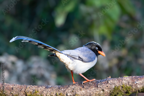 Photography Red-billed blue magpie photographed in Sattal, India