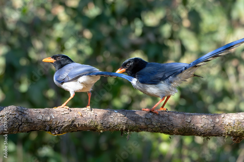 Photography Red-billed blue magpie photographed in Sattal, India