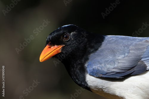 Canvas Print Red-billed blue magpie photographed in Sattal, India