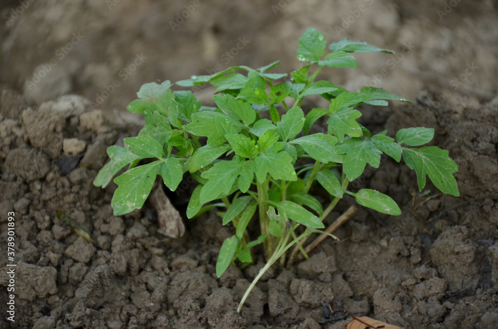 the small ripe green tomato plant seedlings in the garden. the small ripe green tomato plant seedlings in the garden.
