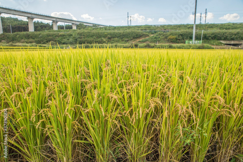 노랗게 익은 벼밭