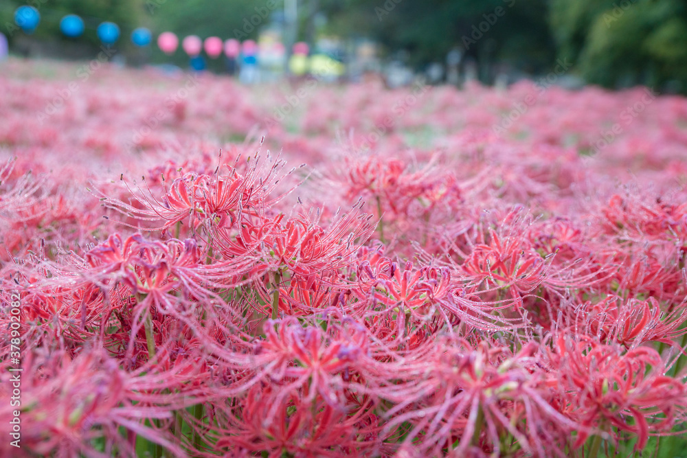 아침 이슬 맞은 꽃밭