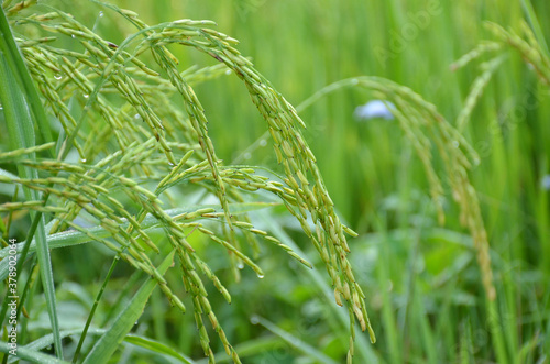 the green ripe paddy plant grains in the field meadow.