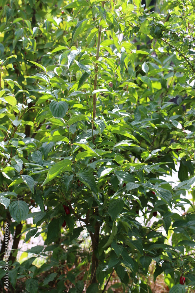Obraz premium junger Baum - Kornelkirsche - Cornus mas 