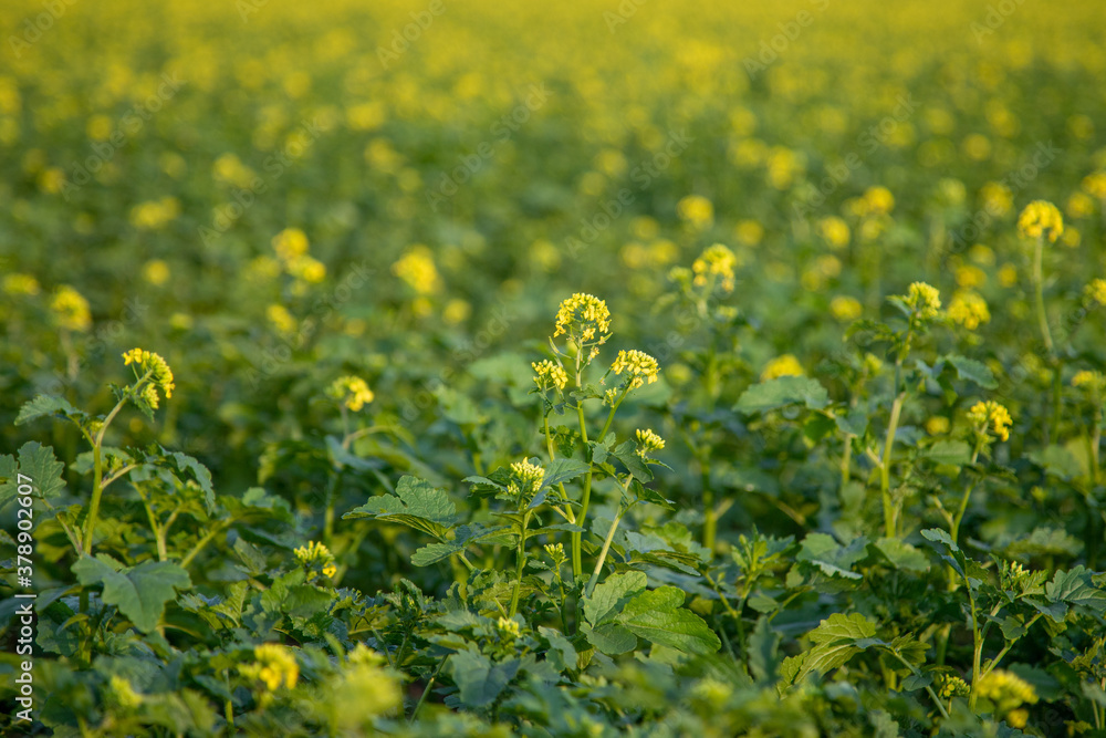 Fototapeta premium dark mustard plants in a field, yellow flowers and green leaves