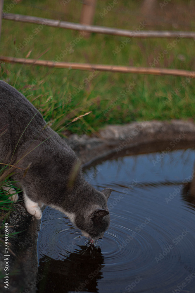 Gray cat drinking water in a fountain Gray cat drinking water in a fountain
