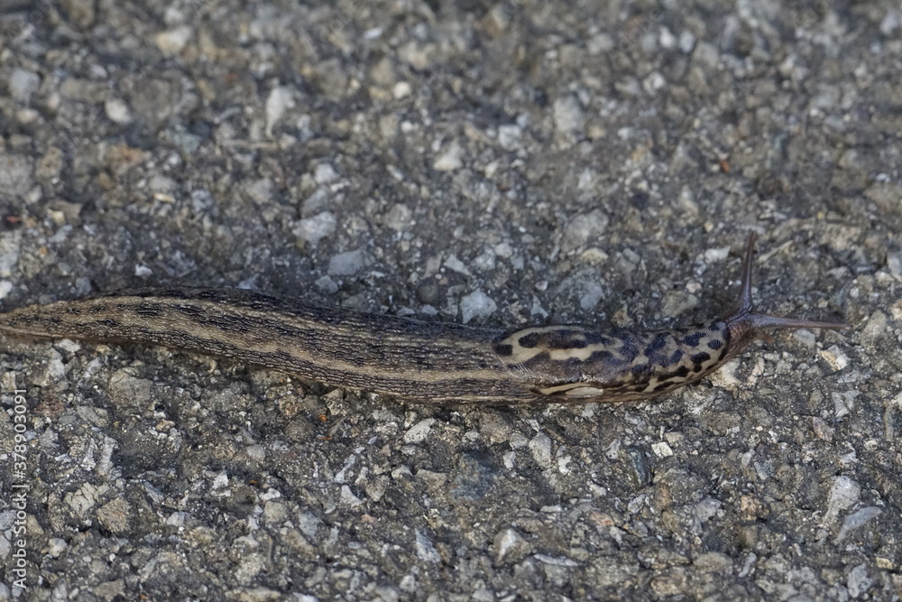 Tigerschnegel Nacktschnecke in Nahaufnahme Tigerschnegel Nacktschnecke in Nahaufnahme