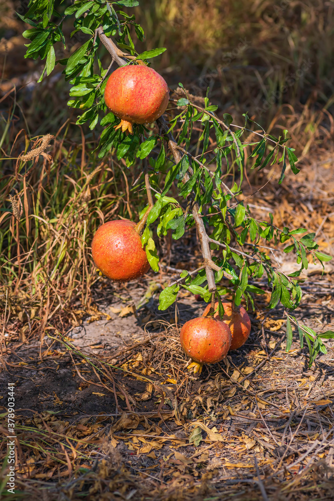 Ripe pomegranate fruits with rain drops on a tree branch with green leaves Ripe pomegranate fruits with rain drops on a tree branch with green leaves
