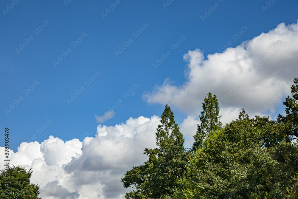 Obraz premium 青空と新緑と雲