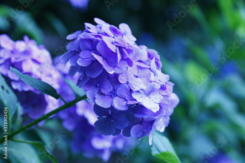 ６月の紫陽花