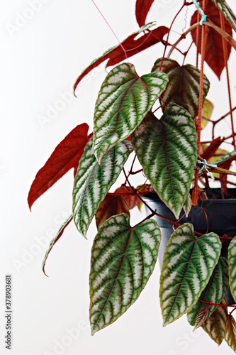 Rex Begonia Vine (Cissus javana)  photo