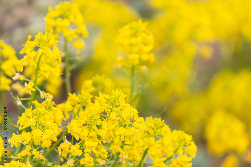 Field of rapeseed. Close up of yellow flowers for background. Macro. Field of rapeseed. Close up of yellow flowers for background. Macro.