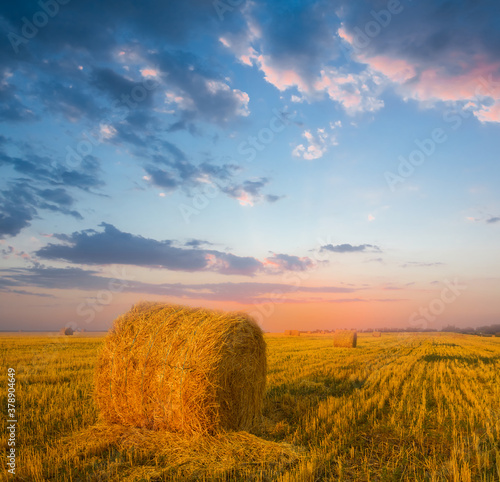 summer wheat field with haystack at the sunset, agricultural background